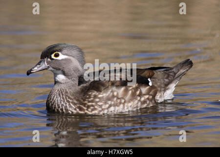 Frau Carolina (Holz) Ente Aix Sponsa schwimmen auf Wasser entnommen, bei Martin bloße WWT, Lancashire UK Stockfoto