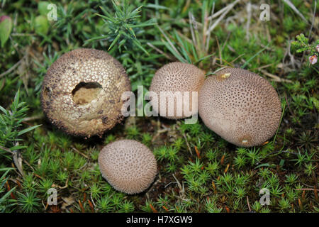 Altrosa Puffball - Lycoperdon hier Stockfoto