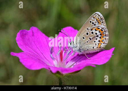 Silber besetzte blaue Schmetterling Plebejus Argus SSP. Caernensis Fütterung auf blutige Storchschnabel Geranium sanguineum Stockfoto