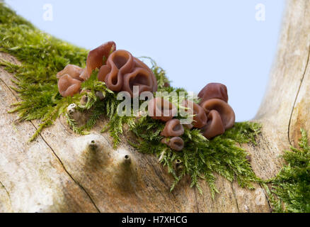 Ohr Pilz Auricularia Auricula-Judae wachsen auf einem Holunderbusch UK Stockfoto