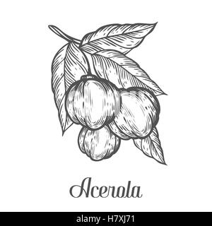Acerola-Frucht, Barbados-Kirsche. Superfood Bio amerikanischen Beere. Hand gezeichnet Vektor skizzieren gravierten Abbildung. Schwarzen acerola Stock Vektor