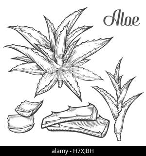 Aloe Vera Pflanze handgezeichnete Gravur Vektor-Illustration auf weißem Hintergrund. Zutat für traditionelle Medizin, Behandlung, bo Stock Vektor