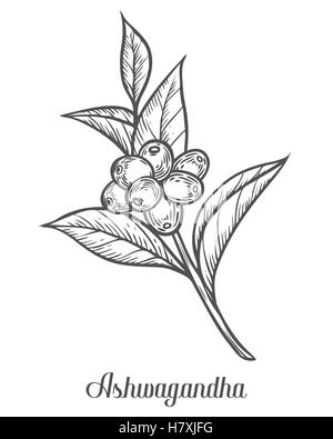Ayurvedische Kräuter Withania Somnifera, Ashwagandha, indischer Ginseng, vergiften Stachelbeere oder Winterkirsche genannt. Gravieren von Hand gezeichnet Stock Vektor