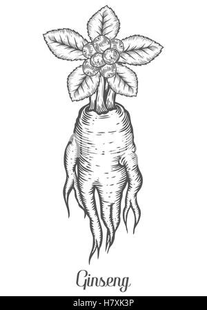 Ginseng-Wurzel, Blatt, Beere, Pflanze. Schwarz auf weißem Hintergrund isoliert. Bio Natur chinesische und koreanische Kraut. Gravieren von Hand gezeichnet Stock Vektor