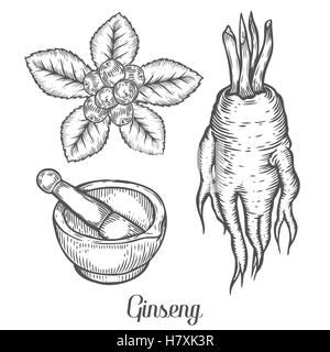 Ginseng-Wurzel, Blätter, Beeren, Pflanzen mit Mörser und Stößel. Schwarz auf weißem Hintergrund isoliert. Chinesische und koreanische h Bio Natur Stock Vektor
