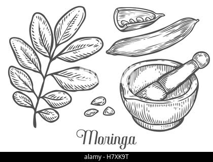 Moringa-Pflanze, Blatt, Samen mit Mörser und Stößel. Moringa Vintage skizzieren gravierte handgezeichnete Vektor-Illustration. Weiße staatlich Stock Vektor