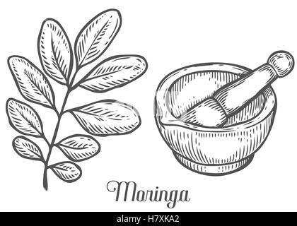 Moringa-Pflanze, Blatt mit Mörser und Stößel. Moringa Vintage skizzieren gravierte handgezeichnete Vektor-Illustration. Weißen Hintergrund. Stock Vektor