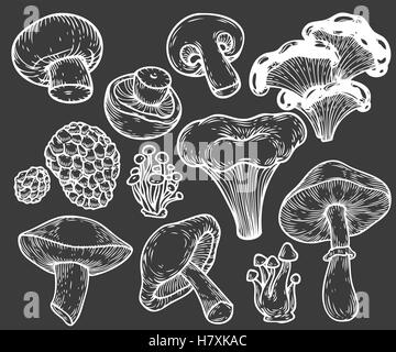 Pilz handgezeichnete Skizze Vektor-Illustration. Pilze, Shiitake, Trüffel, Pfifferlinge, Champignons, freien, Honig Agaric, Oy Stock Vektor