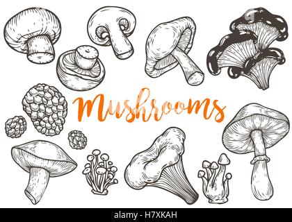 Pilz handgezeichnete Skizze Vektor-Illustration. Pilze, Shiitake, Trüffel, Pfifferlinge, Champignons, freien, Honig Agaric, Oy Stock Vektor
