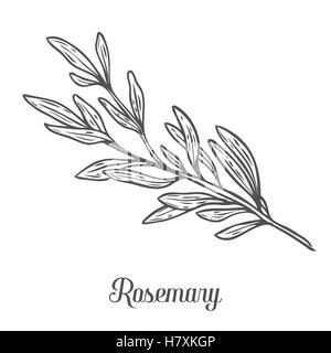 Rosemary handgezeichnete Skizze Vektor Vektorgrafik. Küchenkraut Gewürz zum Kochen, Medizin, Garten-Design. Bio rosem Stock Vektor