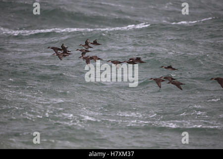 Gemeinsamen Scoter (Melanitta Nigra) Stockfoto