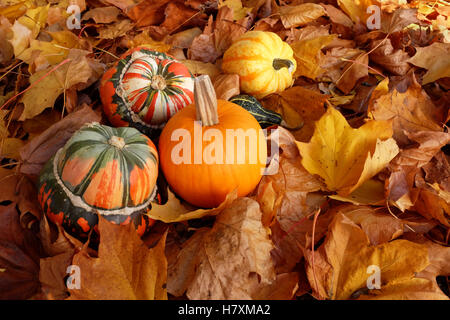 Turban-Kürbis, Kürbis und Kürbisse in einer Vielzahl von Farben, auf einem Bett aus knackigen Ahorn Blätter im Herbst Stockfoto