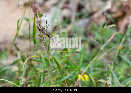 Tiger-Spinne (Scytodes Globula) ruhen im Web. Stockfoto