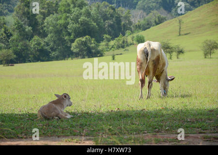 Neugeborenes Kalb liegend auf die große Wiese mit unscharfen Hintergrund grün Stockfoto