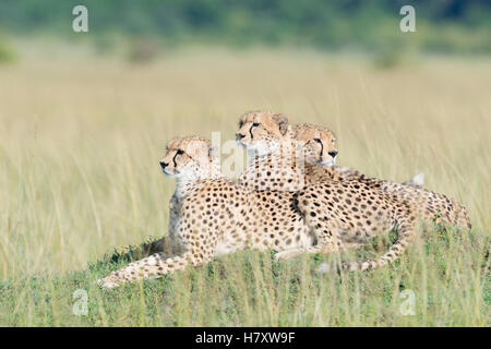 Drei Cheetah (Acinonix Jubatus) liegen auf dem Hügel in Savanne, Masai Mara National Reserve, Kenia Stockfoto