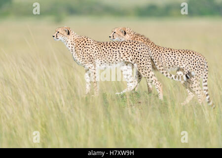 Zwei Geparden (Acinonix Jubatus) stehen auf der Suche in Savanne, Masai Mara National Reserve, Kenia Stockfoto