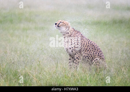 Gepard (Acinonix Jubatus) sitzen auf Savanne bei Regen, schütteln nassen Fell, Masai Mara National Reserve, Kenia Stockfoto