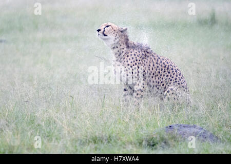 Gepard (Acinonix Jubatus) sitzen auf Savanne bei Regen, schütteln nassen Fell, Masai Mara National Reserve, Kenia Stockfoto