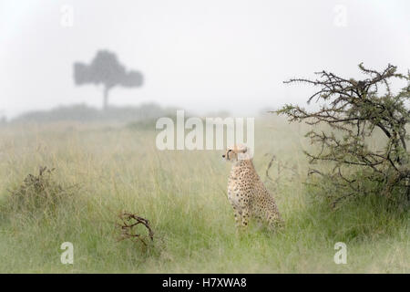 Gepard (Acinonix Jubatus) sitzen auf Savanne während Niederschlag, Masai Mara National Reserve, Kenia Stockfoto