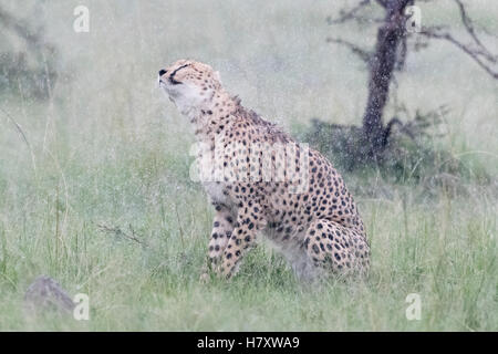 Gepard (Acinonix Jubatus) sitzen auf Savanne bei Regen, schütteln nassen Fell, Masai Mara National Reserve, Kenia Stockfoto