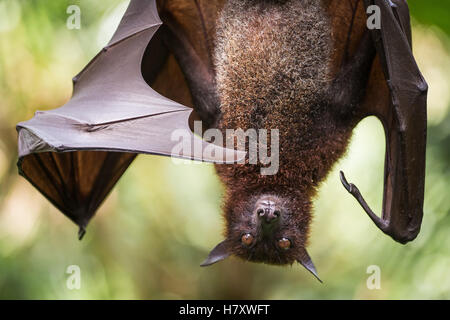 Close-up Portrait große malaiische Flughund Stockfoto