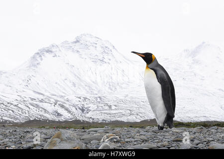 Einsamer König Penguins (Aptenodytes Patagonicus) am Strand; Süd-Georgien, Südgeorgien, Südgeorgien und die Südlichen Sandwichinseln, Vereinigtes Königreich Stockfoto