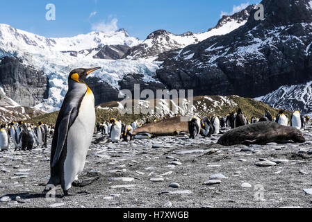 König (Aptenodytes Patagonicus) Pinguinkolonie am Strand; Süd-Georgien, Südgeorgien und die Südlichen Sandwichinseln, Vereinigtes Königreich Stockfoto