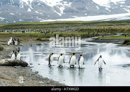 Königspinguine (Aptenodytes Patagonicus) im flachen Wasser waten; Süd-Georgien, Südgeorgien und die Südlichen Sandwichinseln, Vereinigtes Königreich Stockfoto