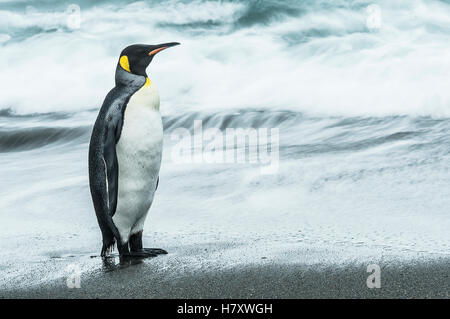 König Pinguin (Aptenodytes Patagonicus) stehen auf dem nassen Strand; Süd-Georgien, Südgeorgien und die Südlichen Sandwichinseln, Vereinigtes Königreich Stockfoto