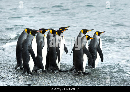 Königspinguine (Aptenodytes Patagonicus) in Fortuna Bay; Süd-Georgien, Südgeorgien und die Südlichen Sandwichinseln, Vereinigtes Königreich Stockfoto