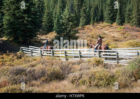 Cowboys und Pferde auf Brücke, Ya-Ha-Tinda Ranch; Clearwater County, Alberta, Kanada Stockfoto