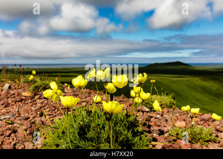 Arktischer Mohn (Papaver Radicatum) wächst aus dem vulkanischen Boden der Insel St. Paul in der Pribilofs in Südwest-Alaska Stockfoto