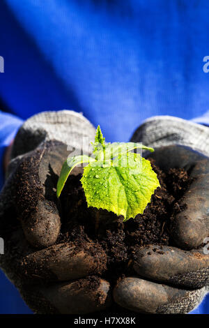 Nahaufnahme von einer weiblichen Hand mit Garten Handschuhe halten einen Hügel des Bodens mit einer Gurke Sämling und Wasser Tropfen; Calgary, Alberta, Kanada Stockfoto