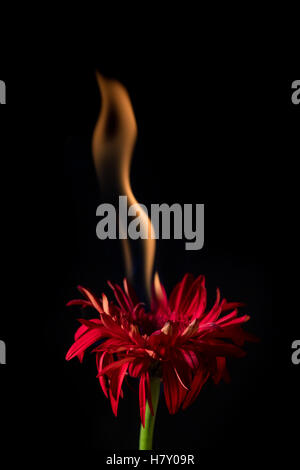 rote Gerbera Blume auf Feuer mit Flammen auf schwarzem Hintergrund Stockfoto