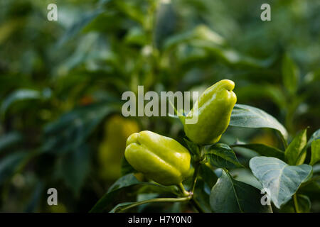 gesunde natürliche grüne Paprika wächst im Garten Stockfoto