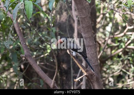 Gekröntes Hornbill in einem Baum in Lake Manyara National Park, Tansania Stockfoto