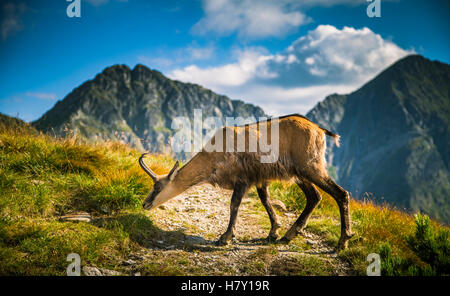 Schöne Sämischleder Bergziege im natürlichen Lebensraum Stockfoto