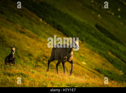 Schöne Sämischleder Bergziege im natürlichen Lebensraum Stockfoto