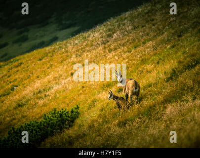 Schöne Sämischleder Bergziege im natürlichen Lebensraum Stockfoto