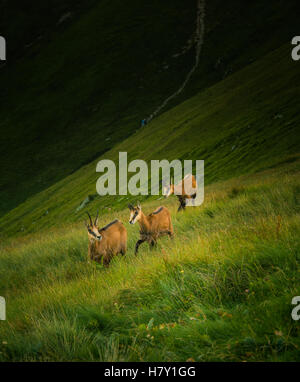 Schöne Sämischleder Bergziege im natürlichen Lebensraum Stockfoto