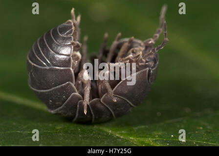 Pille Asseln oder Pillbug Armadillidium Vulgare gewellt Eisstockschießen Stockfoto