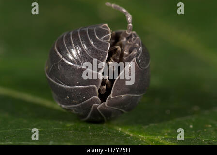 Pille Asseln oder Pillbug Armadillidium Vulgare gewellt Eisstockschießen Stockfoto