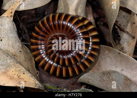 Afrikanischen Riesen Tausendfüßer Archispirostreptus Gigas zusammengerollt Runde Stockfoto