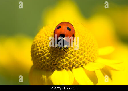 Sieben Spotted Marienkäfer Coccinella Septempunctata auf gelben Blume Stockfoto