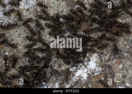 Schwarzer Garten Ameisen Lasius Niger unter Betonplatte Stockfoto