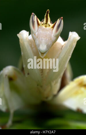 Orchideen Mantis Hymenopus Coronatus Nahaufnahme Hochformat weiß Stockfoto