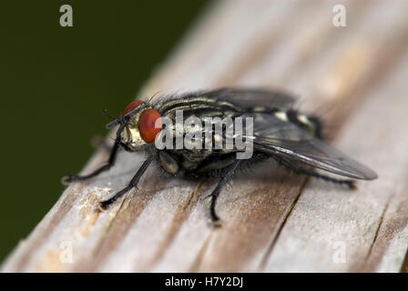 Fleisch-Fly Sarcophaga Carnaria Nahaufnahme Makro Stockfoto