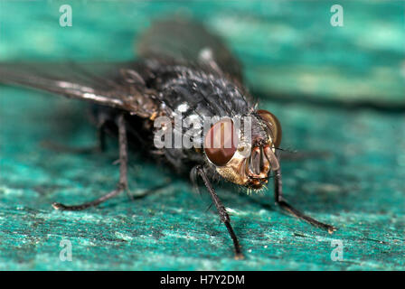 Fleisch-Fly Sarcophaga Carnaria Nahaufnahme Makro Stockfoto