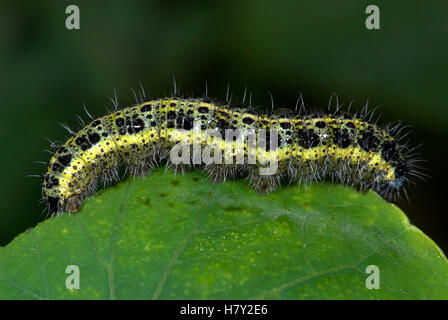 Große / Kohl weiß Schmetterling Pieris Brassicae Catapillar Fütterung Stockfoto