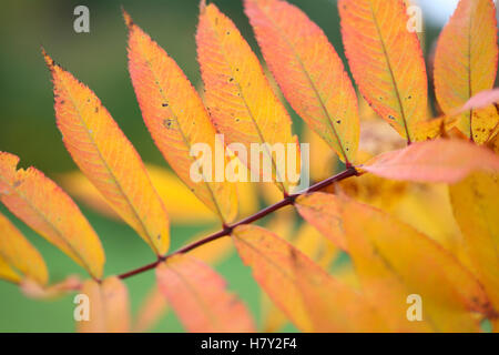 schöne amerikanische Eberesche Herbstlaub alle aufgereiht auf einer Niederlassung Jane Ann Butler Fotografie JABP1690 Stockfoto